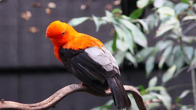 Andean Cock-Of-The-Rock 