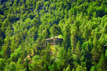 Deciduous and coniferous forest on the hillside