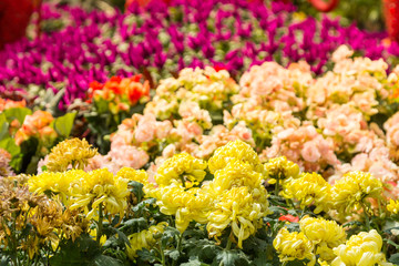 Scenic view of colorful flower beds in garden Thailand.