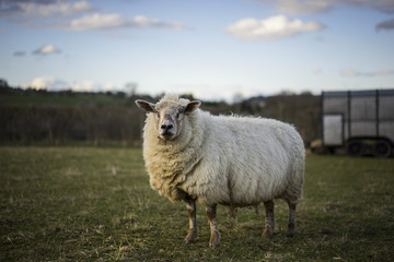 Pregnant Sheep in Cotswold Landscape. Cheltenham, UK - obrazy, fototapety, plakaty