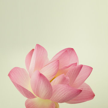 Fototapeta classic color lotus in soft style for background    
