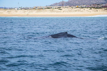 Fototapeta premium Marine Life on a Whale Watching Tour in Mexico