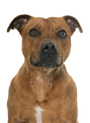 stafforshire bull terrier