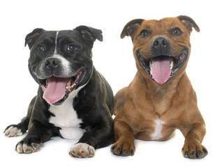 Obraz premium stafforshire bull terriers
