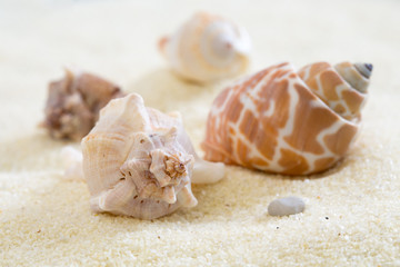 Obraz na płótnie Canvas Conchiglie di mare su sabbia chiara