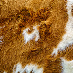 cow fur background (43)
