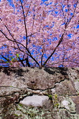 和歌山城の石垣に咲く桜