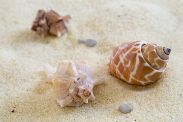 Fototapeta na wymiar Conchiglie di mare su sabbia chiara