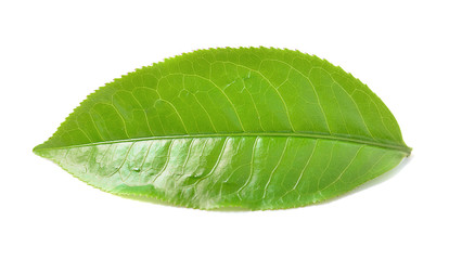 Obraz premium Green tea leaf isolated on white background.