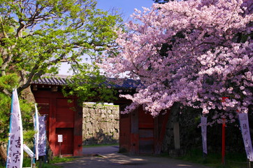 和歌山城の追廻門と桜