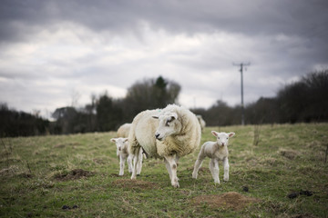 Obraz premium Welsh Sheep and Lambs in Cotswold Landscape. Cheltenham, UK