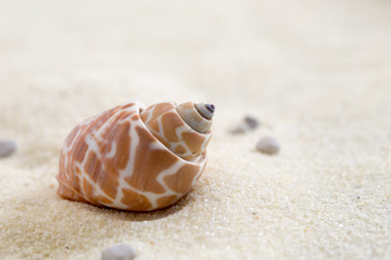 Conchiglia di mare su sabbia chiara