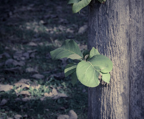 Green leaves growing in tree trunk