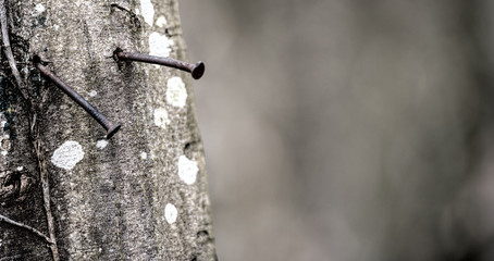 rusty nails in a trunk