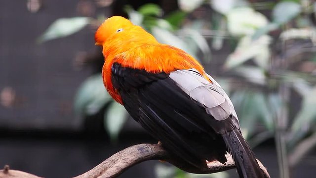 Male Andean Cock-Of-The-Rock (Rupicola peruvianus) Perched on a Tree Branch
