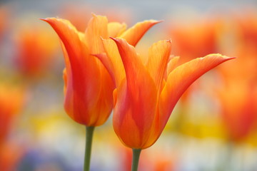 Two bautiful orange tulips on soft bokeh background