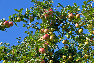 Calvados Produktion, Normandie, Frankreich
