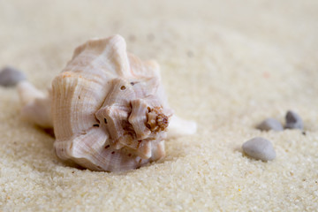 Conchiglia di mare su sabbia chiara
