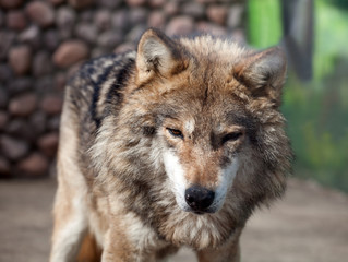 Obraz na płótnie Canvas Grey Wolf (Canis lupus)