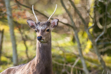 Young red deer