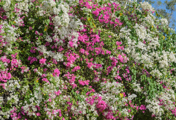 Obraz premium White and pink bougainvillea tree wall