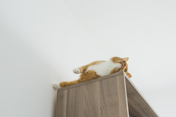 cat on the cupboard