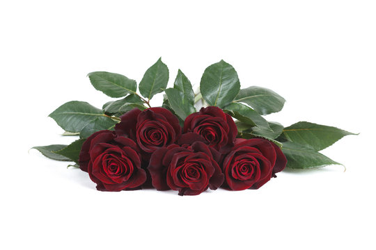 Dark red "Black Baccara" roses isolated on white background
