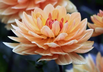 Washable wall murals Dahlia A beautiful peach apricot pastel colored dahlia flower in a green natural environment 
