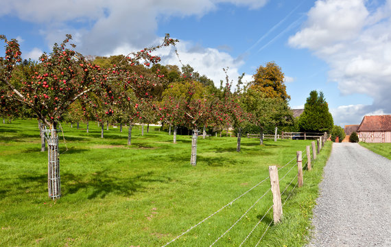 Calvados Produktion Apfelb&auml;ume, Normandie