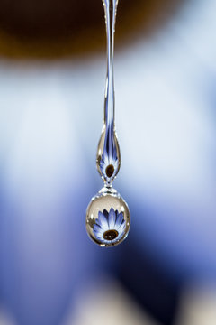 Girasole blu riflesso in gocce d'acqua