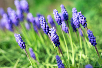 Fototapeta premium Grape hyacinth flowers