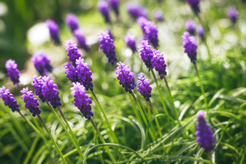 Obraz premium Grape hyacinth flowers