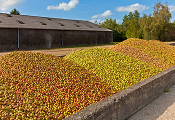 Calvados Produktion, Apfelernte, Normandie - obrazy, fototapety, plakaty