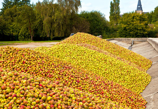 Calvados Produktion, Apfelernte, Normandie