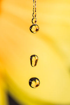 Girasole riflesso in gocce d'acqua