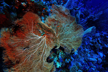 gorgonian on a coral reef © kichigin19