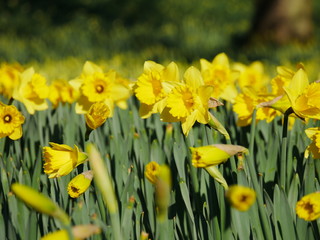 Obraz premium Lovely yellow daffodil flowers blooming in the spring