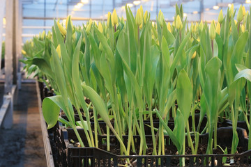 Plantation of tulips in a greenhouse Agribusiness