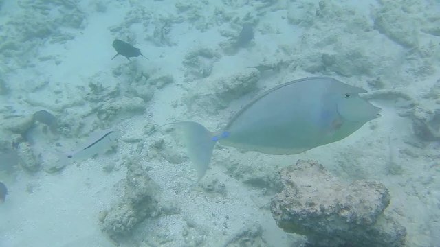 ein Langnasen-Nasendoktorfisch schwimmt vorbei