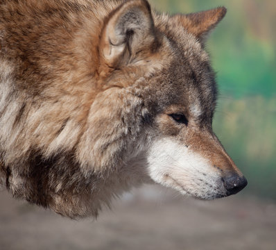 Fototapeta Grey Wolf (Canis lupus)