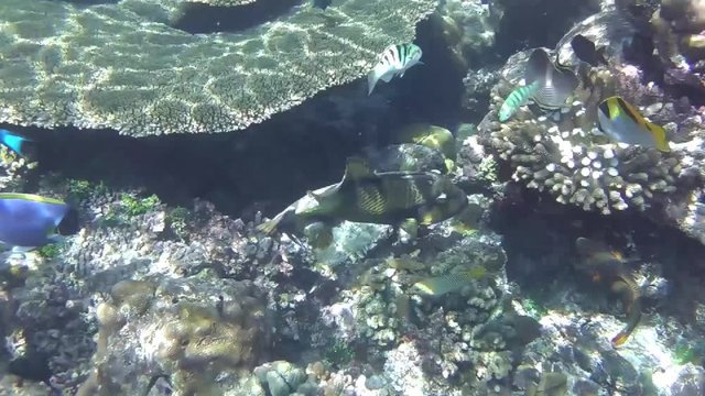 viele Fische - wie der Riesen-Dr&uuml;ckerfisch, der  Indischer Doppelsattel-Falterfisch und der Hardwicks Lippfisch