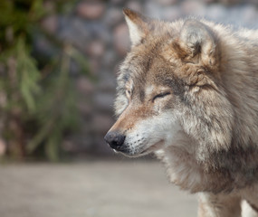 Naklejka na ściany i meble Grey Wolf (Canis lupus) dreaming