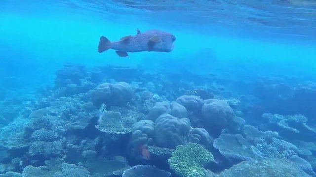 ein Igelfisch schwimmt in einem Korallenriff 