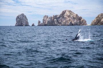 Marine Life on a Whale Watching Tour in Mexico