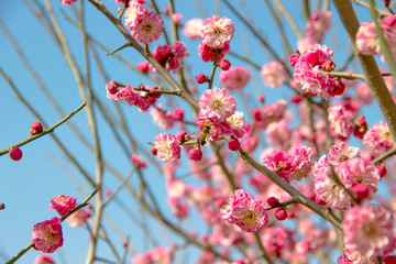 Pink plum blossoms in winter