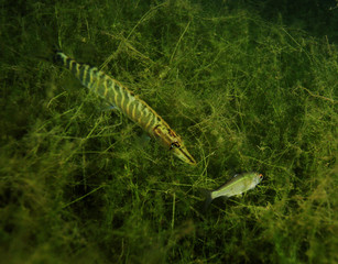Underwater World on the lake, reeds and clear water