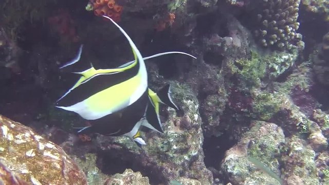 zwei Halfterfische schwimmen umher