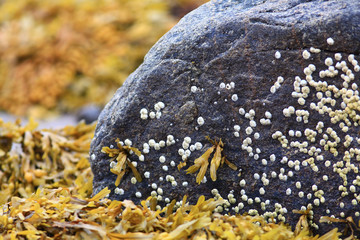 texture of the stone coquina beach