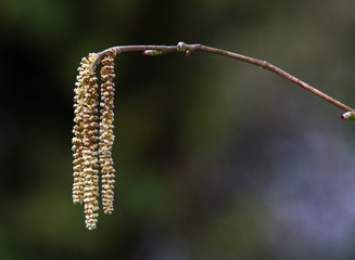 Fototapeta premium Hazel catkins in spring