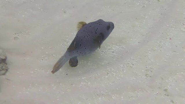ein kleiner Schwarzflecken-Kugelfisch schwimmt